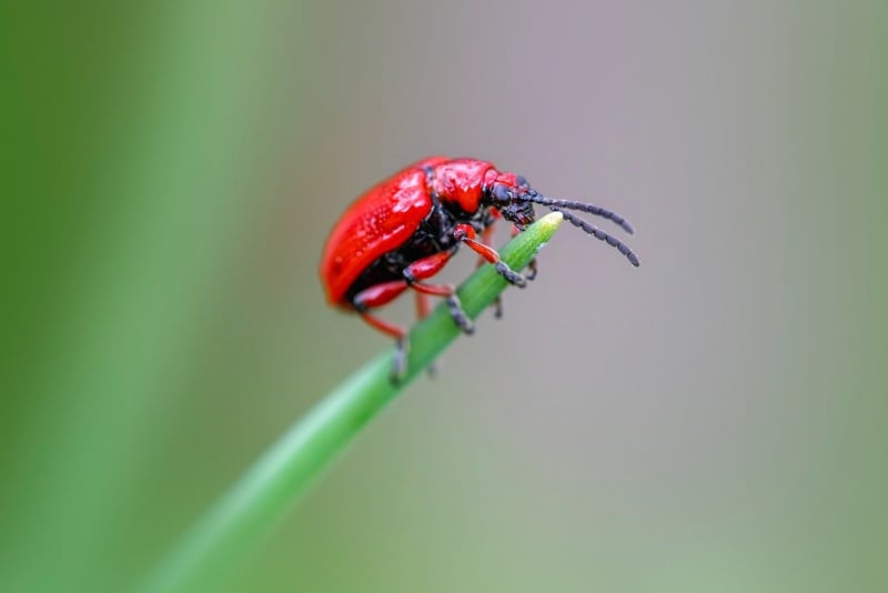 Pest Control Tips