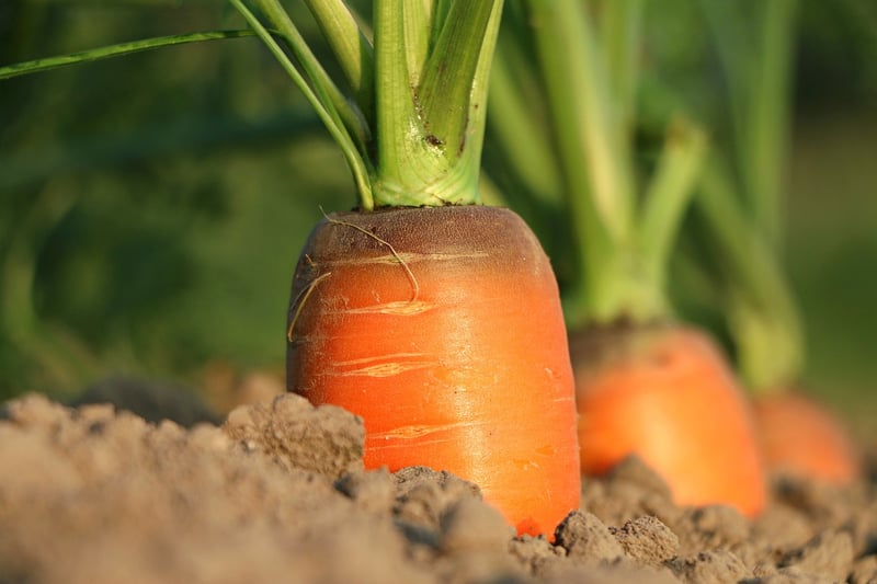 Soil Health Basics