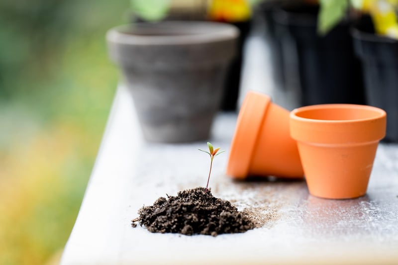 Plant Care